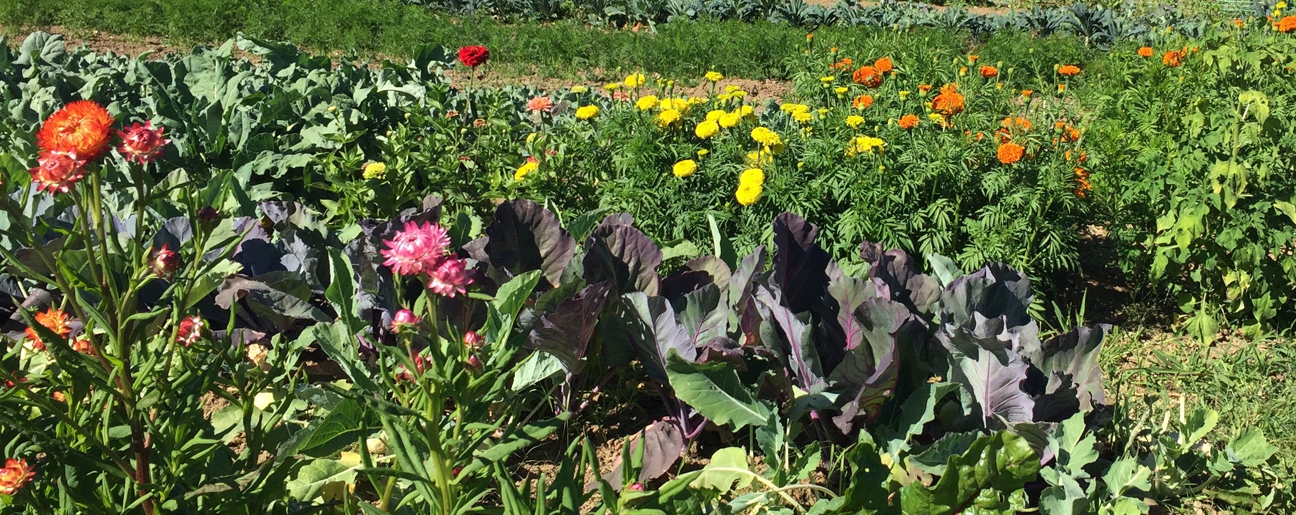 What Is Biodynamic Gardening | Fasci Garden